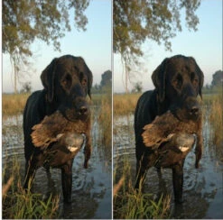 Duck Hunting Cornhole Wraps - Set Of 2